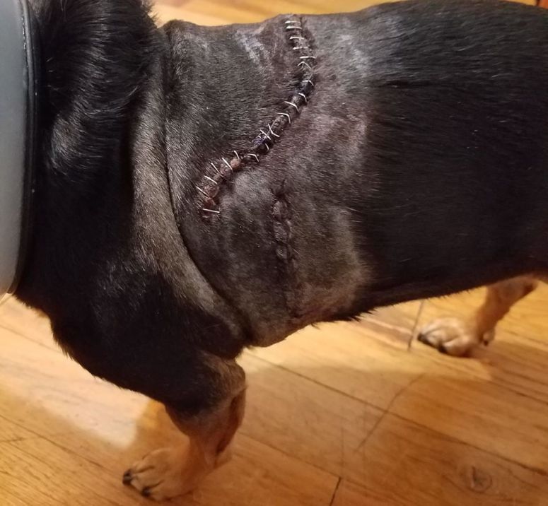 19146193_1372352966166733_255639492957966279_n