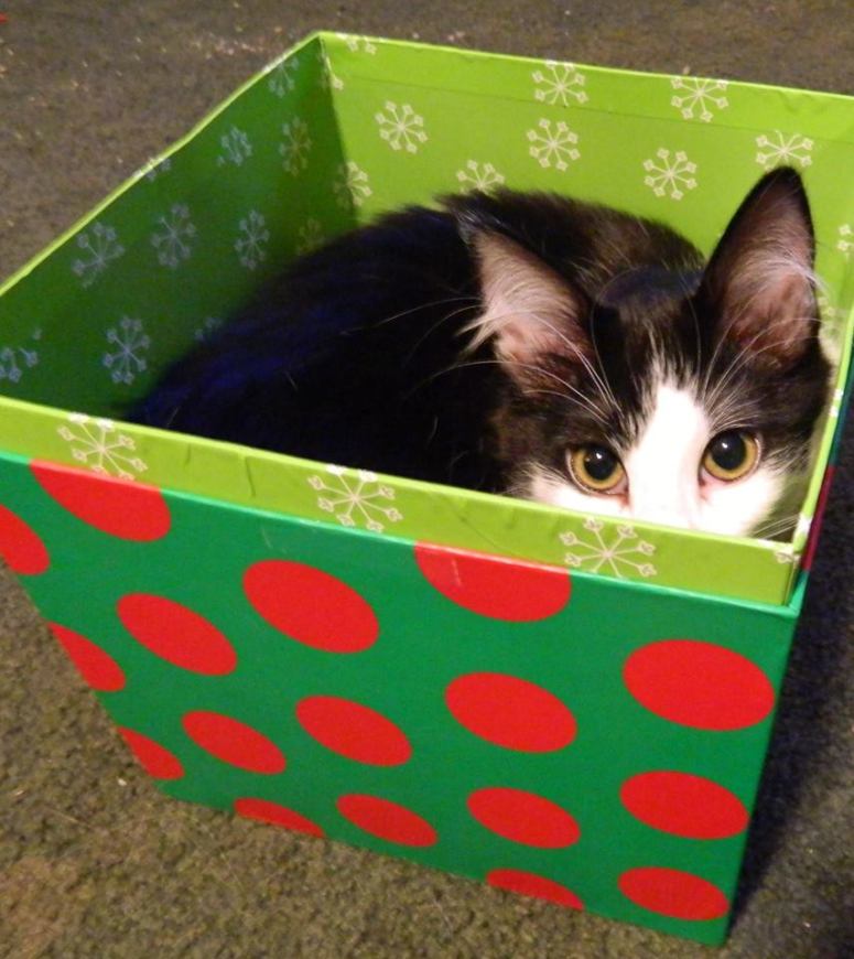 Molly in Xmas Box (1)