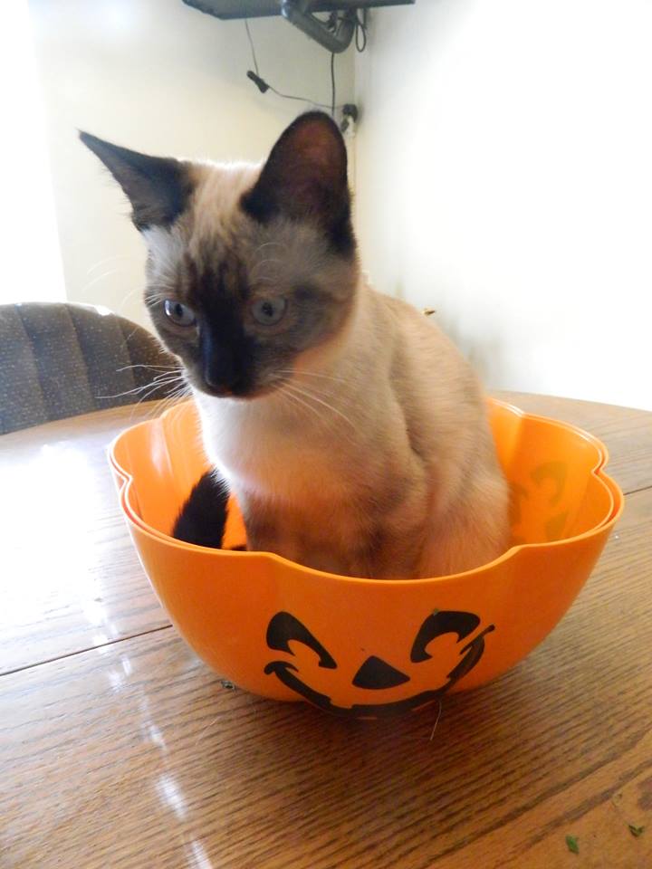 Nutmeg in Pumpkin (1)