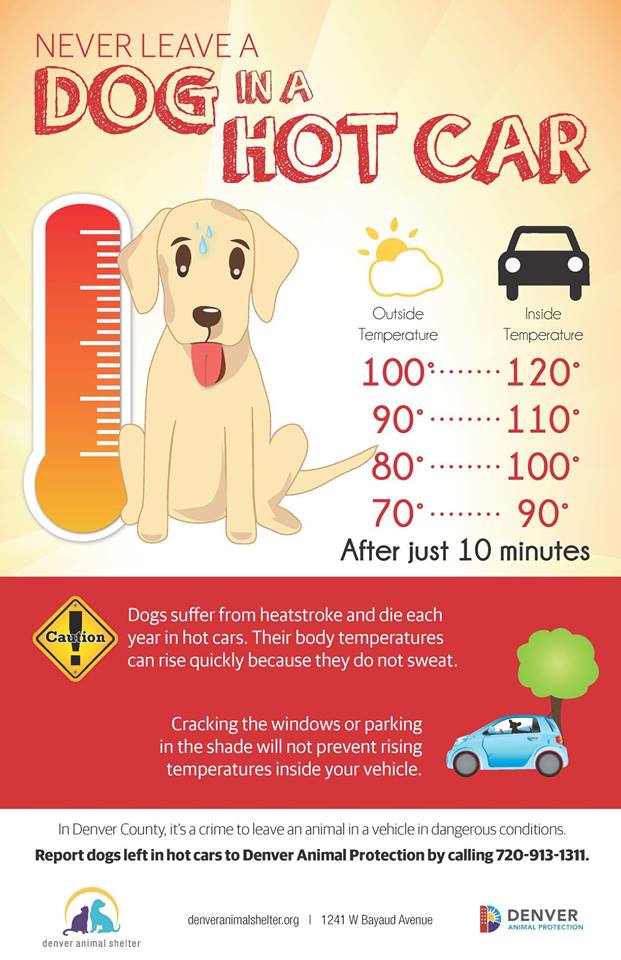 Dogs and Hot Cars