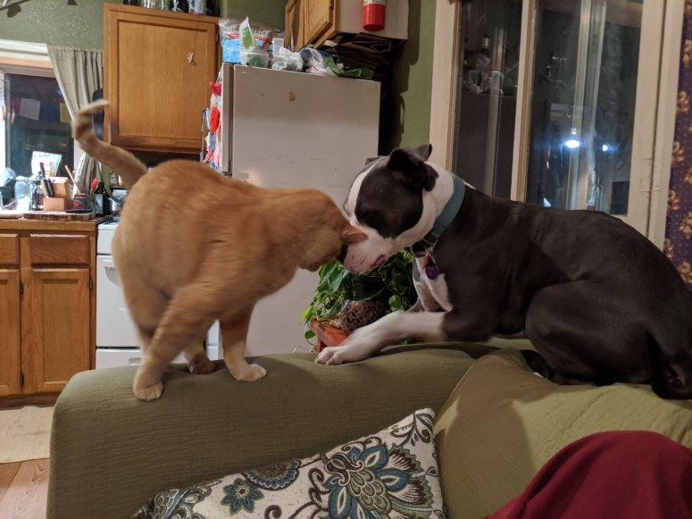 Mr. Cat's Homecoming with Ru