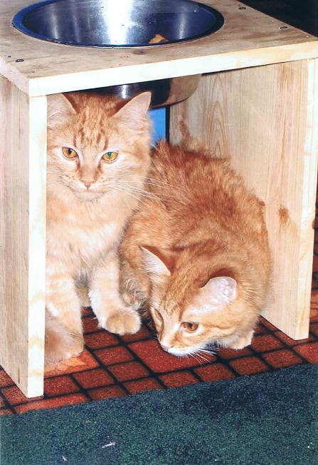 Picture for Director's Note - Ace and Marmalade Kittens